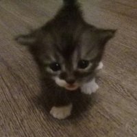 catlover(@cnnr333) 's Twitter Profile Photo