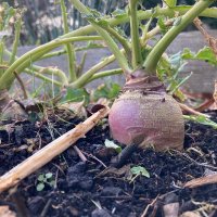 Campy Growers (@campygrowers) 's Twitter Profile