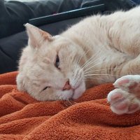 Sam is een kat (@samiseenkat1) 's Twitter Profile Photo Sam is een kat (@samiseenkat1) 's Twitter Profile Photo