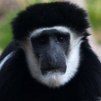 Free Monkey Free aka Eliza Beth 🇨🇦🇺🇸🇺🇳🇦🇶 (@monkeydofreedom) Twitter profile photo