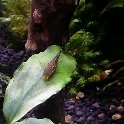 アクアリウム用のアカを作りました。
めだかや熱帯魚、ブセに嵌り中。最近また水槽が増えました。
ド初心者ですが、頑張って育てていきたいです。
アクア以外にも、偶にゲームの話をしています。
フォロバはお互い自由に。無言フォロー失礼します。