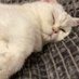 Sleepy_Cat (@inartegarfield) Twitter profile photo Sleepy_Cat (@inartegarfield) Twitter profile photo
