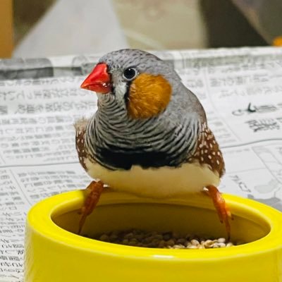 青梅市、畑中付近でキンカチョウを探しています。怖がりなので、人の手には乗ってこないかもしれません。亡骸でも構いませんので見かけましたら080-3272-2559こちらへ連絡をお願い致します。