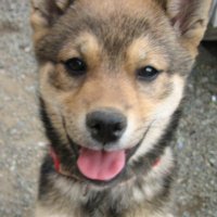 はのすけ (@hanosuke) 's Twitter Profile