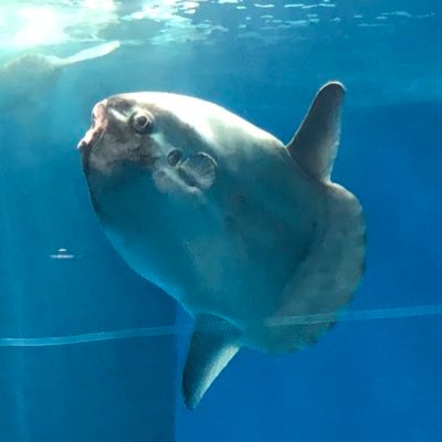 へこさんのプロフィール画像