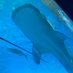 🐳じんべいざめ🐳 (@jinbeizame40) Twitter profile photo 🐳じんべいざめ🐳 (@jinbeizame40) Twitter profile photo