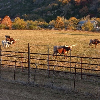 texanboi1's profile picture. Just looking for fun!