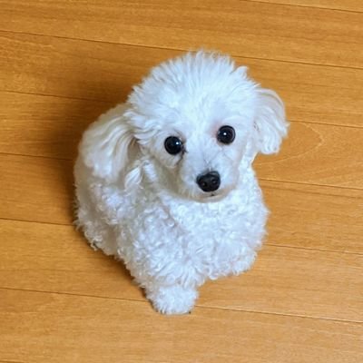 下顎後退・上顎前突│顎変形症│小顎症│再矯正・過去上4抜歯済│
2022.2.5〜START│
ルフォー+SSRO手術済み│鼻中隔湾曲して手術済み