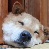 カピバラ (@hac69onrtcj5mtf) 's Twitter Profile
