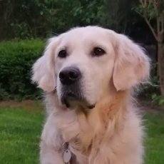 leqitCallisto's profile picture. 