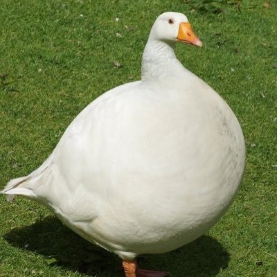 penceofhumor1's profile picture. Romans 5:8