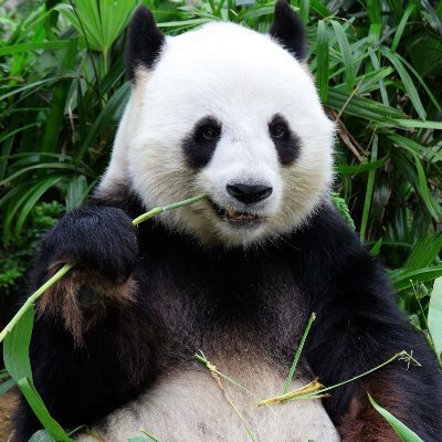 realpandamama Profile Picture