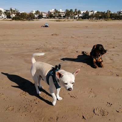 @jaume196007