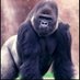 GorillaKing (@GorillaKingTT) Twitter profile photo