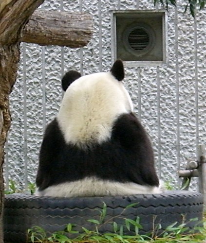 yosshy_'s profile picture. 2011年大阪でマラソンデビューから完走12回。PB:神戸3:37'33。ハーフ1:39'1 10km43'09 野球⚾は🐯タイガース