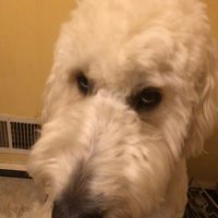 Roulet (@roulettii) 's Twitter Profile