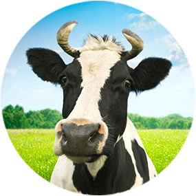 ushiro_milking's profile picture. Perverted Gentleman｜Some Kind of Fetishist｜OSGM, OMRS, OMT, ONS｜OMTは①疾患系②サブカル系③フェチ系に大別される｜OMRS宗教戦争⚔️https://t.co/1MU225Mw7o｜Games (Touring, Cyberpunk, etc.)