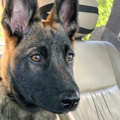 ayamiyahara's profile picture. 在米14年目 / music journalist at Rolling Stone Japan / Translator & Interpreter / 日本のバンドの北米進出サポート at Project Asteri MCRmy since 2003🖤