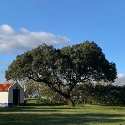 mrfieldz's profile picture. IT Professional | Bitcoin Curious | Husband | Father | Burner