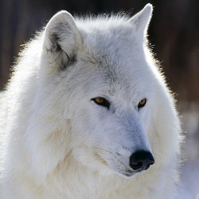 H4ckV1c0's profile picture. Autodidacta