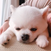 マメ (@ky_mfs) 's Twitter Profile