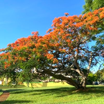 losdelacallepr Profile Picture