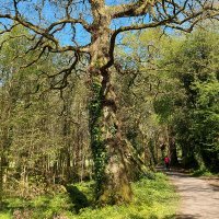 Noreen Herlihy (@herl_nor) 's Twitter Profile
