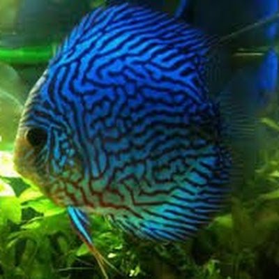 WojciechSiedle1's profile picture. 