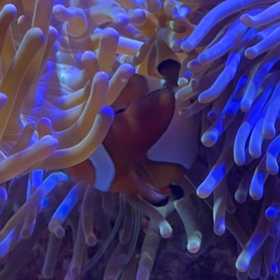 joruno310's profile picture. みどり1-5→2-4→3-3 元生徒会