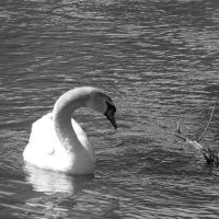 Scél'Hymène (@scelhymene) 's Twitter Profile