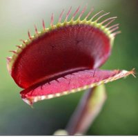 Venus Fly Trap(@Veeennuusss) 's Twitter Profile Photo