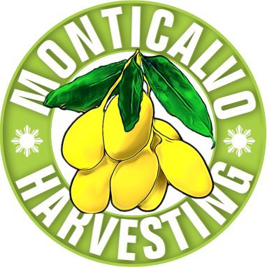 Mango Tree Cultivation Services in Digos, Philippines