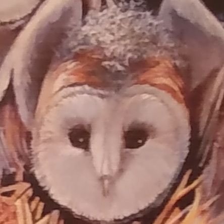 bridgebuildburn's profile picture. I don't want poetry I want a hammer