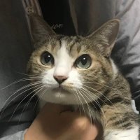 TG🐈🐈🐈 (@afkafktg) 's Twitter Profile
