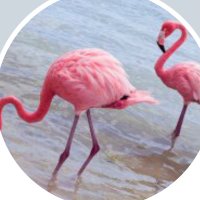 Hippiechick (@hippiec48233066) 's Twitter Profile