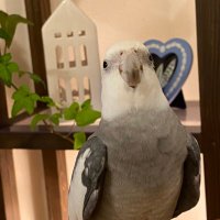ペンギン705 (@okameinkoclub2) Twitter profile photo