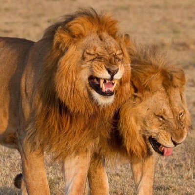 mwariamaukweli's profile picture. Kenyan.