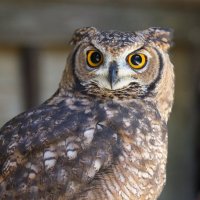 Owl (@idechan1209) 's Twitter Profile