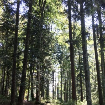 adnanamariat's profile picture. 