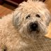 Lucy Sullivan (@cotosull) Twitter profile photo Lucy Sullivan (@cotosull) Twitter profile photo