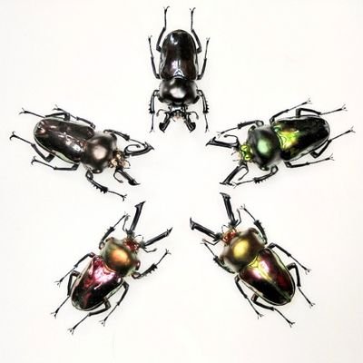 標本集めてます。いろんな趣味があるため虫専用かも。我家の生態系は、Homo sapiens, Testudo graeca iberia, Ceratophrys cranwelliで構成。クワガタ標本333種691個体。無言フォロー歓迎。
子供の採集垢
@mushi_nanzan