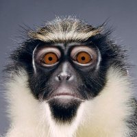 Jaime Riviere (@mafouz) 's Twitter Profile