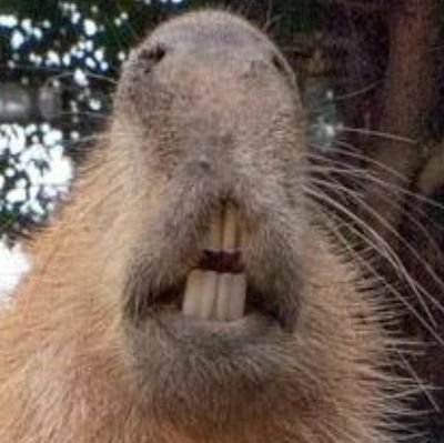world's largest rodent, semiaquatic, he/they/mother/fucker, because i am fucking your mother

minors/antis DNI, age in bio or else