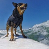 Aussie Surfer (@surfer_aussie) 's Twitter Profile