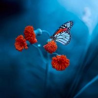 حسین علی زی (@hsynlyzadh3) 's Twitter Profile