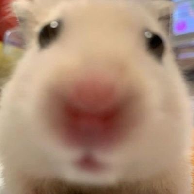 귀효니🐹🐹