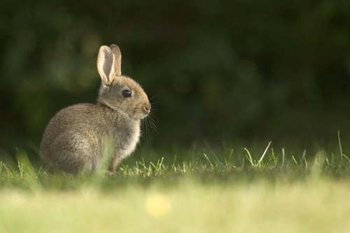 We are a relaxing home-from-home rabbit boarding service for your rabbits or small animal in Fishlake, Doncaster, South Yorkshire.