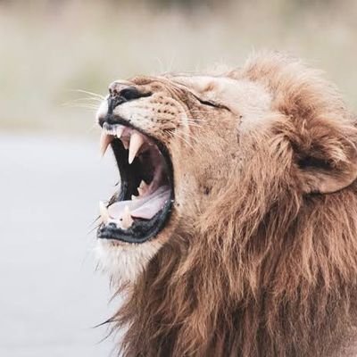 theequalizerzw's profile picture. Zimbabwe Rise. Africa Unite