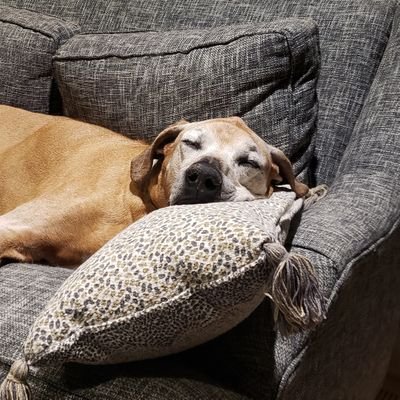 pjcosgrove's profile picture. 