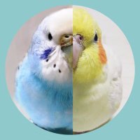 ハーブ𓅫(@herb_birds) 's Twitter Profile Photo